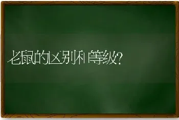 老鼠的区别和等级？