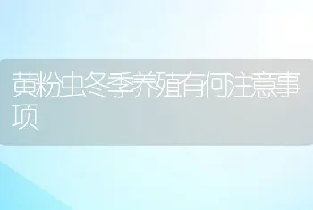 黄粉虫冬季养殖有何注意事项