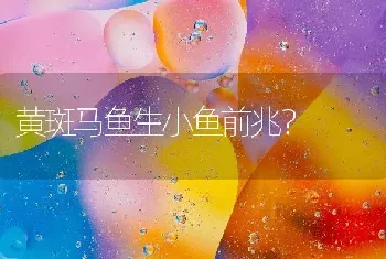 黄斑马鱼生小鱼前兆？