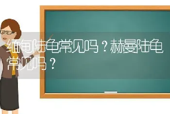 缅甸陆龟常见吗？赫曼陆龟常见吗？