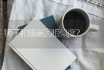 狮子和猫基因相似度？