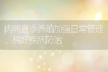 肉鸭夏季养殖加强日常管理、搞好疾病防治