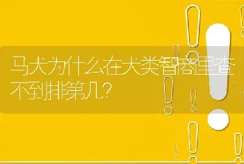 马犬为什么在犬类智商里查不到排第几？