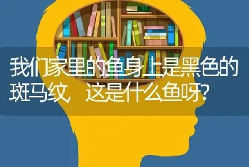 我们家里的鱼身上是黑色的斑马纹,这是什么鱼呀？