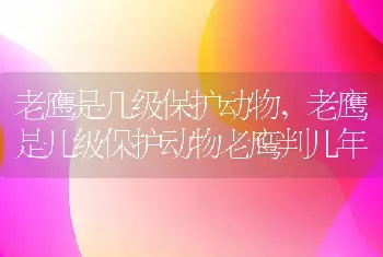 老鹰是几级保护动物，老鹰是几级保护动物老鹰判几年