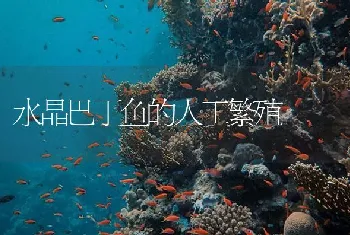 水晶巴丁鱼的人工繁殖