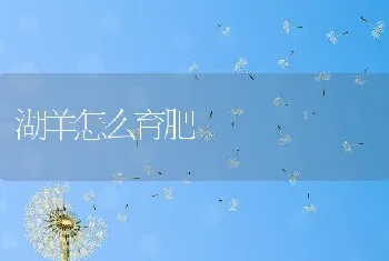 湖羊怎么育肥