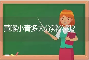 黄喉小青多大分辨公母？