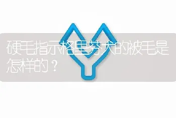 硬毛指示格里芬犬的被毛是怎样的？