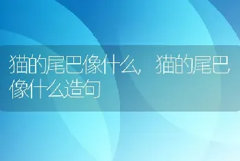 猫的尾巴像什么，猫的尾巴像什么造句