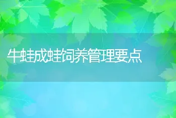 牛蛙成蛙饲养管理要点