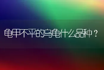 龟甲不平的乌龟什么品种？