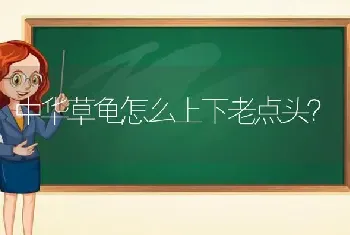 马尔济斯桔梗犬要拔毛吗？