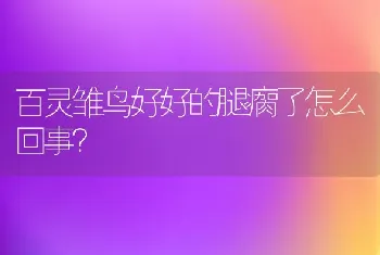 百灵雏鸟好好的腿瘸了怎么回事？