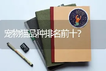 宠物猫品种排名前十？