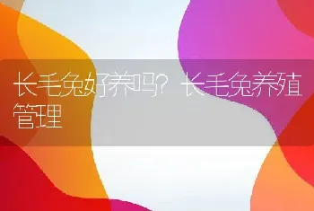 长毛兔好养吗？长毛兔养殖管理