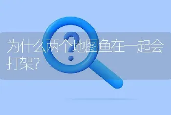 为什么两个地图鱼在一起会打架？