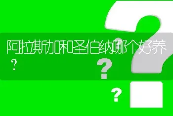 阿拉斯加和圣伯纳哪个好养？