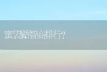 蜜袋鼯智商排行？