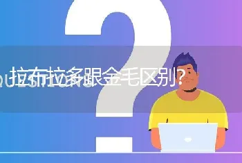 拉布拉多跟金毛区别？