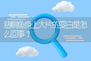 慈鲷鱼身上大片的变白是怎么回事？