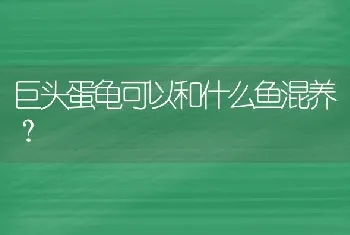 巨头蛋龟可以和什么鱼混养？