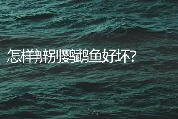 怎样辨别鹦鹉鱼好坏？