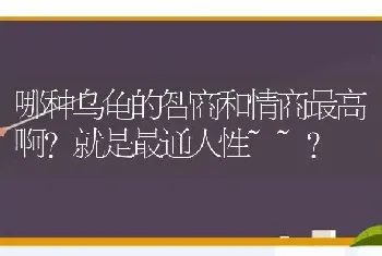 哪种乌龟的智商和情商最高啊?就是最通人性~~？