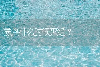 象鸟什么时候灭绝？