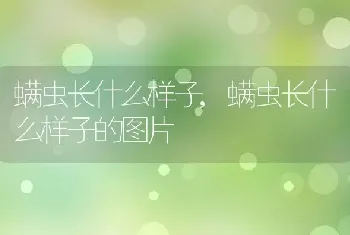 螨虫长什么样子，螨虫长什么样子的图片