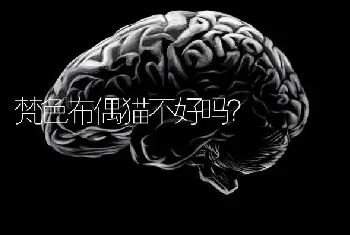 比熊和金毛哪个智商高？