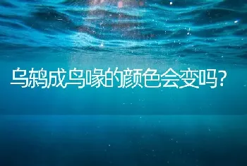 乌鸫成鸟喙的颜色会变吗？