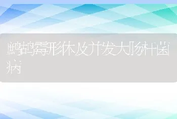 鹧鸪霉形体及并发大肠杆菌病