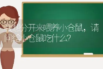 我想分开来喂养小仓鼠，请问给小仓鼠吃什么？