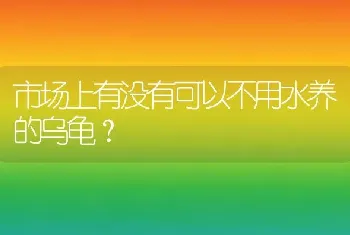 市场上有没有可以不用水养的乌龟？