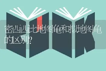 密西西比地图龟和拟地图龟的区别？