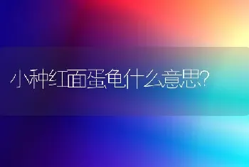 小种红面蛋龟什么意思？