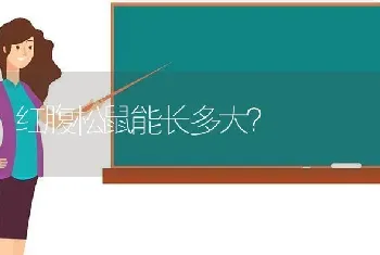 红腹松鼠能长多大？