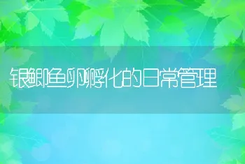 银鲫鱼卵孵化的日常管理