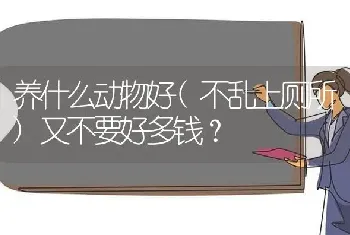 养什么动物好(不乱上厕所)又不要好多钱？