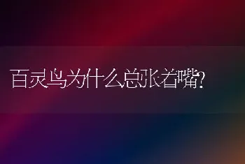 百灵鸟为什么总张着嘴？