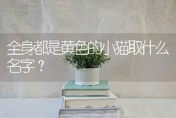 全身都是黄色的小猫取什么名字？