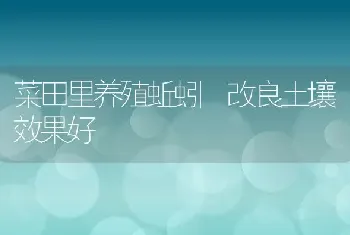 菜田里养殖蚯蚓 改良土壤效果好