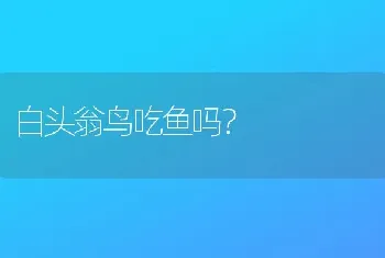 白头翁鸟吃鱼吗？