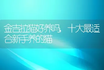 金吉拉猫好养吗，十大最适合新手养的猫