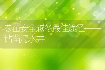 参苗安全越冬最佳途径——钻凿海水井