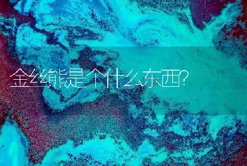 金丝熊是个什么东西？