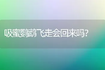 德牧配过种以后能吃鸡架子吗？