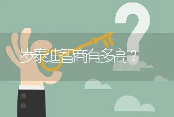 一岁泰迪智商有多高？