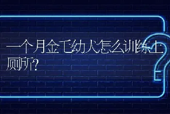 一个月金毛幼犬怎么训练上厕所？